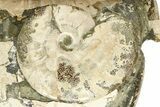 Giant, Bumpy Ammonite (Douvilleiceras) Fossil #280790-4